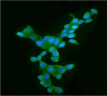 Immunofluorescent staining of FFPE human MCF7 cells with APOBEC3G antibody (green) and DAPI nuclear 