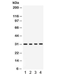 BAFF Antibody