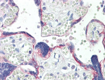 IHC testing of FFPE human placental tissue with BOD1 antibody at 10ug/ml. HIER: steamed antigen retr