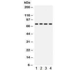 PKC eta Antibody
