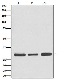 Western blot analysis of Caspase 3 expression in (1) Jurkat cell lysate; (2) NIH/3T3 cell lysate; (3