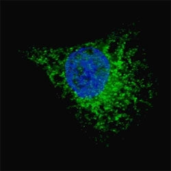 LC3A Antibody / MAP1LC3A, 0.08ml