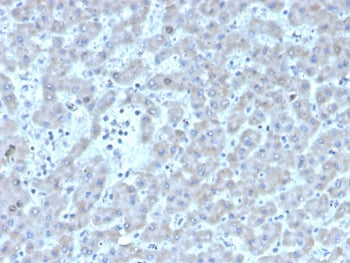 IHC staining of FFPE human liver with Factor VII antibody (clone F7/3511). HIER: boil tissue section