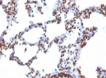 IHC testing of FFPE rat lung with Nuclear Antigen antibody (clone NUCM1-1). FFPE testing requires se