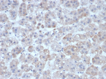 IHC staining of FFPE human adrenal gland tissue with Interleukin-1 beta antibody (clone IL1B/463). H