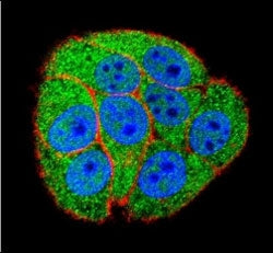 Confocal immunofluorescent analysis of XRCC5 antibody with HeLa cells followed by Alexa Fluor 488-co