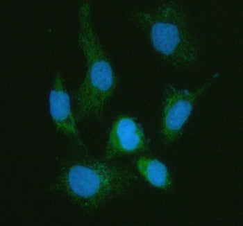 Immunofluorescent staining of MFAP3L using anti-MFAP3L antibody (green). MFAP3L was detected in an i
