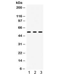 5HT2A Receptor Antibody