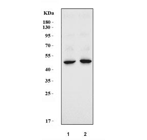 Western blot testing of 1) rat eye and 2) mouse eye lysate with Kera antibody. Predicted molecular w