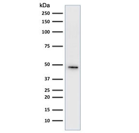 Western blot testing of human HepG2 cell lysate using Cytokeratin 19 antibody cocktail (clone A53-B/