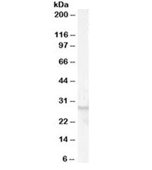 Western blot testing of human breast lysate with GPR40 antibody at 0.01ug/ml. Predicted molecular we