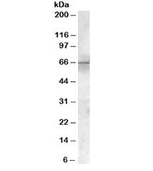 Western blot testing of rat heart lysate with PDK1 antibody at 1ug/ml. Predicted molecular weight ~4