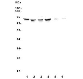 Western blot testing of human 1) HeLa, 2) MDA-MB-453, 3) Caco-2, 4) HEK293, 5) rat heart and 6) mous