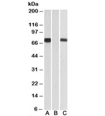 Western blot of HEK293 lysate over expressing human FOXC1-FLAG tested with FOXC1 antibody [1ug/ml] i