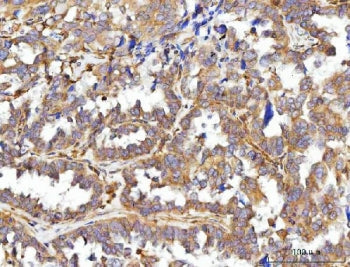 CCDC115 Antibody