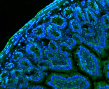 Immunofluorescent staining of FFPE mouse colon tissue with Cd147 antibody (green) and DAPI nuclear s