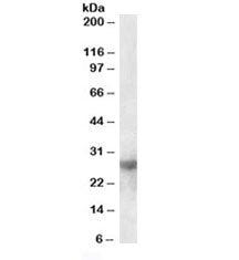 Western blot testing of mouse heart lysate with Galectin-3 antibody at 0.5ug/ml. Predicted molecular