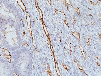 CD31 Antibody / PECAM-1