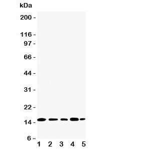 TIA-1 Antibody