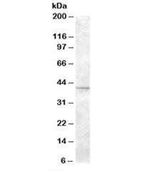 Western blot testing of mouse eye lysate with SLC24A5 antibody at 2ug/ml. Predicted molecular weight