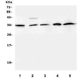 Western blot testing of human 1) U-937, 2) Caco-2, 3) PANC-1, 4) CCRF-CEM, 5) MDA-MB-231 lysate with