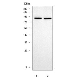 Western blot testing of 1) rat brain and 2) mouse brain tissue lysate with TRIL antibody. Predicted 