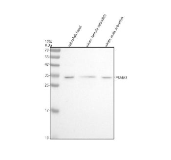 Western blot analysis of Psma3 protein using Zebrafish Psma3 antibody and 1) zebrafish head, 2) whol