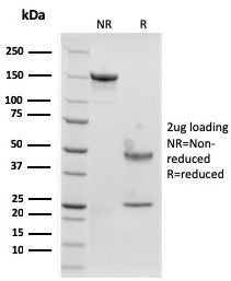 Langerin Antibody / CD207