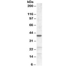 Western blot testing of NIH3T3 lysate with ABHD5 antibody at 0.2ug/ml. Predicted molecular weight: ~
