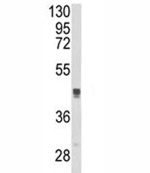 TGN46 Antibody