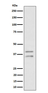 Western blot analysis of UFD1L expression in human HeLa cell lysate using UFD1L antibody. UFD1L anti