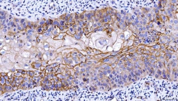 CD55 Antibody