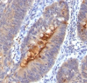 Secretory Component p85 Antibody / ECM1