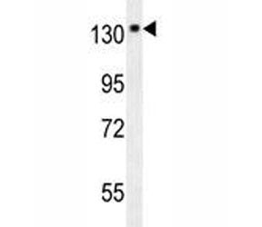TrkA Antibody / NTRK1, 0.4ml