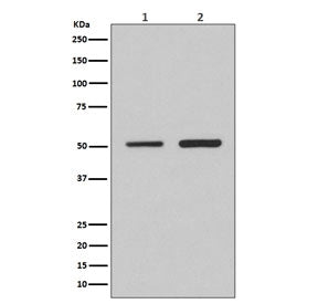 Western blot testing of 1) human HeLa and 2) mouse NIH3T3 cell lysate with IRF2 antibody. Predicted 