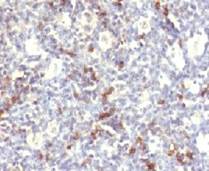 IHC testing of FFPE human spleen and HNK-1 antibody (clone CDLA57).