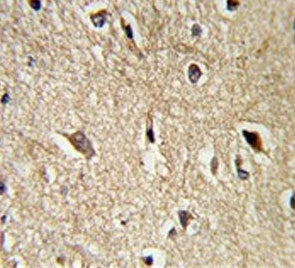 IHC testing of FFPE human brain tissue with BAG-1 antibody. HIER: steam section in pH6 citrate buffe