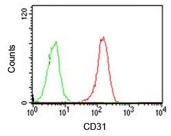 CD31 Antibody / PECAM-1