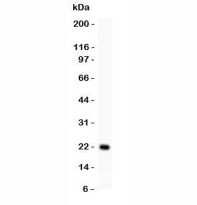 IL18 Antibody