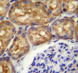 ASS1 antibody immunohsitochemistry analysis in formalin fixed and paraffin embedded human kidney tis