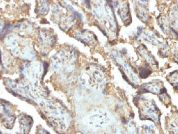 IHC testing of FFPE human placenta with LGALS13 antibody (clone PP13/1165). Required HIER: boil tiss
