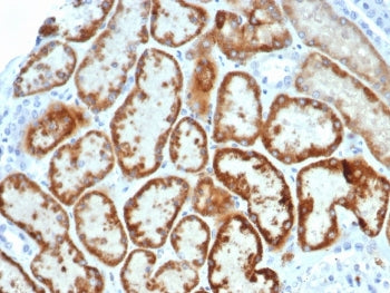 IHC staining of FFPE human kidney tissue with Muellerian Inhibiting Factor antibody (clone AMH/6713R