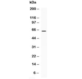 Western blot testing of recombinant human protein with LBP antibody at 0.5ug/ml. Predicted molecular