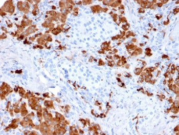 IHC testing of FFPE human pancreas with Carboxypeptidase A1 antibody (clone CPA1/2712). HIER: boil t
