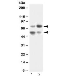 VNN1 Antibody / Vanin 1