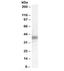 DUSP1 Antibody