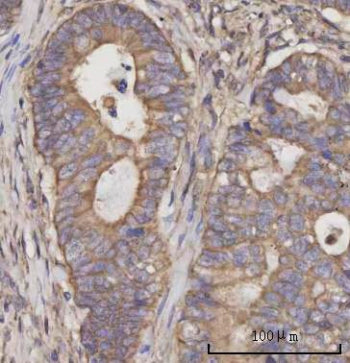SCLY Antibody / Selenocysteine lyase