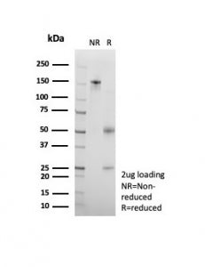 SDS-PAGE analysis of purified, BSA-free CD95 antibody (clone rB-R18) as confirmation of integrity an