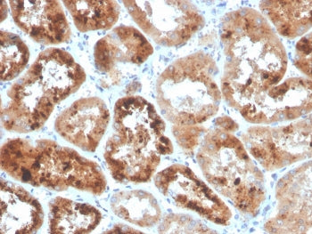 Retinol Binding Protein 4 Antibody / RBP4