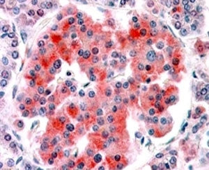 IHC staining of FFPE human pancreas with Kir6.2 antibody at 4ug/ml. HIER: steamed with pH6 citrate b